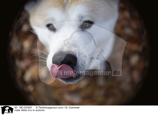 Akita Inu Rde im Herbst / male Akita Inu in autumn / NC-02565