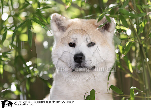 Akita Inu Hndin / female Akita Inu / AH-05147