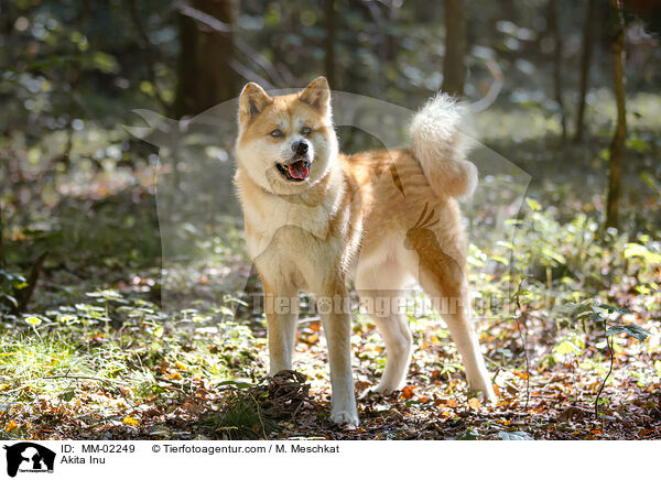 Akita Inu / Akita Inu / MM-02249