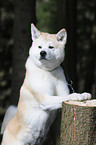 Akita Inu