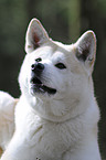 Akita Inu Portrait