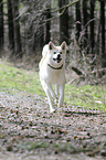 walking Akita Inu