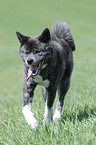 walking Akita Inu