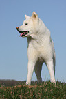 Akita Inu