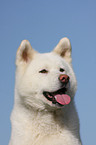 Akita Inu Portrait