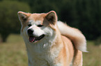 Akita Inu Portrait