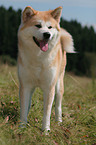 Akita Inu