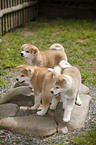 Akita Inu puppies