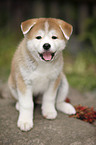 sitting Akita Inu Puppy