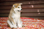 sitting Akita Inu Puppy