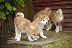 Akita Inu puppies