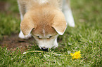 Akita Inu puppy