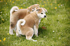 Akita Inu puppies