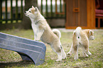 Akita Inu puppies