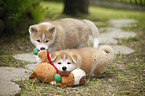 Akita Inu puppy