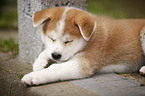 lying Akita Inu Puppy