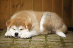 Akita Inu puppy