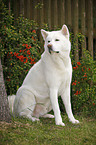 sitting Akita Inu