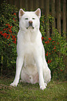 sitting Akita Inu