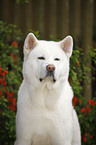 Akita Inu