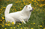 running Akita Inu