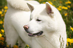 Akita Inu