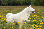 running Akita Inu