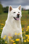 sitting Akita Inu