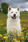 sitting Akita Inu