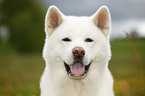 Akita Inu