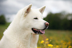 Akita Inu