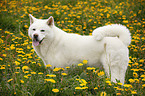 Akita Inu