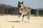 running Akita Inu