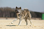 running Akita Inu