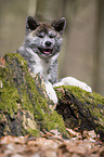 Akita Inu Portrait