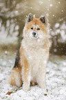 sitting Akita Inu