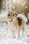 Akita Inu