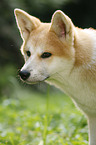 young Akita Inu