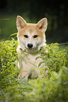 young Akita Inu