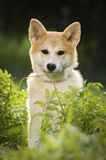 young Akita Inu