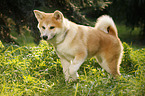 young Akita Inu