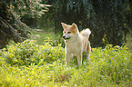 young Akita Inu