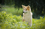 young Akita Inu