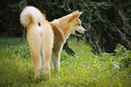 young Akita Inu