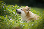 young Akita Inu