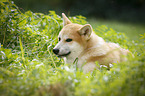 young Akita Inu