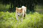 young Akita Inu