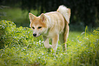 young Akita Inu