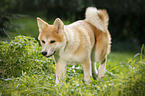 young Akita Inu