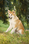 young Akita Inu